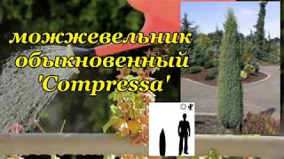 quotКомпрессаquot  Compressa можжевельник обыкновенный Juniperus communis [upl. by Innos]