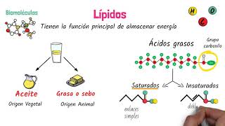 Lípidos Biomoléculas [upl. by Atinaj233]