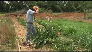 Jenks Farmers Crinum Lilies [upl. by Meri]