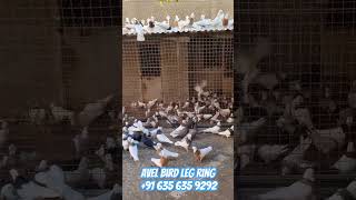 Pigeon leg ring pigeons birds pigeonring pigeonbreed fancykabuta wholesale viralvideo [upl. by Adnirem]