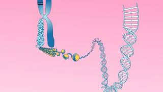 Animation 252 Structure of a chromosome [upl. by Sonnnie]