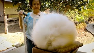 Record Breaking Rabbits Angora Bunnies Get BlowDried [upl. by Barcellona]