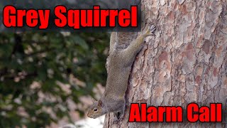 Grey Squirrel Alarm call sound  UK Wildlife [upl. by Ensign499]