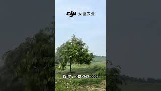 DJI AGRAS T50 Agriculture Drone Spraying Young Durian Tree Malaysia 大疆T50农业无人飞机喷洒榴莲树 [upl. by Netsrak]