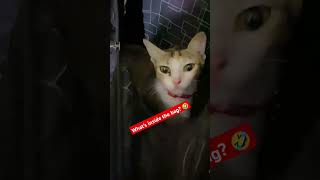 Whats inside the bag🤣😍 cat funny viralvideo [upl. by Roxana]