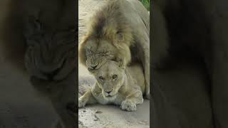 Lion mating ritual up close shorts wildlife lions [upl. by Neenaj]