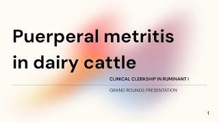 Puerperal metritis in dairy cattle Student case Gr72023 [upl. by Notaes833]