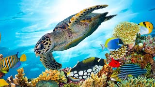 Beautiful Relaxing Music Underwater Tropical fish Coral reefs Sea Turtles in 4k by Tim Janis [upl. by Eirak156]