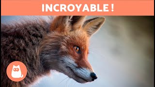 10 CURIOSITÉS sur les RENARDS qui vont vous surprendre 🦊 Découvrezles [upl. by Latt]