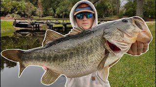 THESE PONDS ARE LOADED W GIANT BASS Florida fishing [upl. by Martainn]