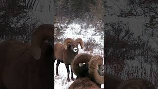 Bighorn Ram POV Head Butts [upl. by Llorrac]