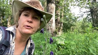 Poison Monkshood Wildernessgma49 wildernesssurvival survivalskills nature [upl. by Ahcsas]