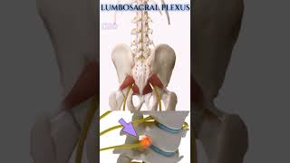 lumbosacral plexus  Sciatica shortvideo [upl. by Niamert]