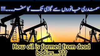 How oil is formed from dead bodies ll UrduHindi ll Complete detail about extraction of Oil and Gas [upl. by Florida818]