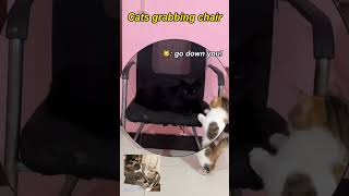 Cats grabbing chairfunnycats pets funnyanimals [upl. by Peterman]