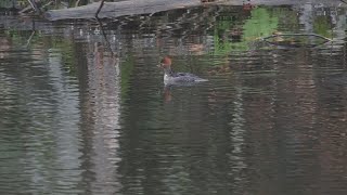 Hooded Mergansers Parc omega [upl. by Koralle]