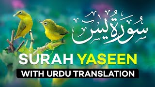 Surah Yasin  Yaseen  with Urdu Translation  Quran Tilawat Beautiful Voice  Hindi Tarjuma [upl. by Breech]