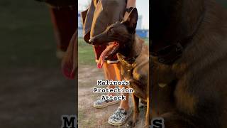 Malinois Protection Attack [upl. by Ravilob]