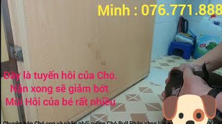 Nặn tuyến hôi  Vắt tuyến hôi ở Chó  Cách để giảm mùi hôi ở Chó [upl. by Sadira]