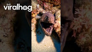 Shrimp Clean Moray Eels Teeth  ViralHog [upl. by Alderson]