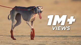 Saluki UNESCO Promo Video  ALGannas Society Qatar  Katara Qatar [upl. by Ellehcear]