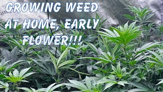 GROWING WEED AT HOME EARLY FLOWER growyourown homegrown staylifted spiderfarmer [upl. by Keli]