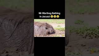 Mr Warthog Bathing in Jaccuzi  warthog kasongo [upl. by Sivatnod]