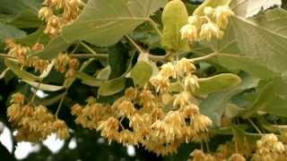 Tilia cordata  smallleaved lime [upl. by Nirrol731]