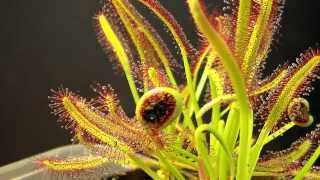 Drosera Capensis time lapse eating a fly HD with a surprise [upl. by Herman]