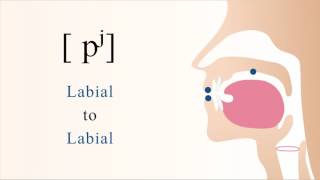 pʲ  unvoiced unaspirated palatalized bilabial stop [upl. by Remot529]