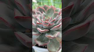 Echeveria Hercules succulent [upl. by Ecarg]