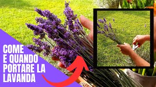 Come E Quando POTARE LA LAVANDA [upl. by Proudlove]