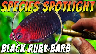 Black Ruby BarbPurplehead Barb  Pethia nigrofasciata  Aquarium Fish Species Spotlight [upl. by Sihun831]