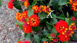 11 Different Types of Lantana Flower [upl. by Anderea413]