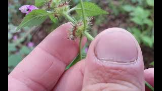 Galeopsis pubescens  Hairy Hempnettle  konopice pýřitá  240809 [upl. by Xella]