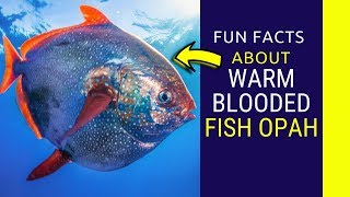 Warm Blooded fish Opah fun facts Meet the Comical Opah the Only Truly Warm Blooded Fish [upl. by Llewkcor]