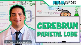 Neurology  Cerebrum Parietal Lobe Anatomy amp Function [upl. by Cari]