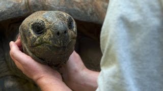 Do Tortoises Like Being Touched [upl. by Breskin]