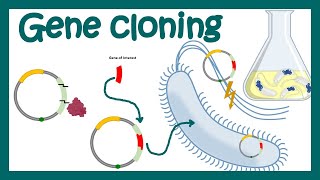 DNA cloning overview  gene cloning  What is the purpose of DNA cloning  genetic engineering [upl. by Joy3]