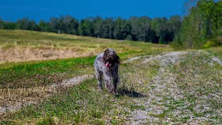 Wirehaired Pointing Griffon vs German Shorthaired Pointer A Breed Comparison [upl. by Allisurd]