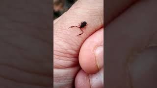 Ever seen a Pseudoscorpion shorts [upl. by Iliak]