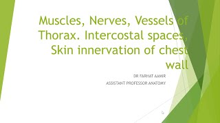 MUSCLES NERVES AND VESSELS OF THORAX [upl. by Yort]