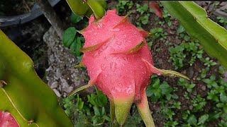 SORPRENDETE Cosecha de Pitahaya del 4 De Julio de 2023  Dragón Fruit  La Fruta Del Dragon [upl. by Henigman]