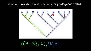 Shorthand Notations of Phylogenetic Trees Explained [upl. by Sirac]