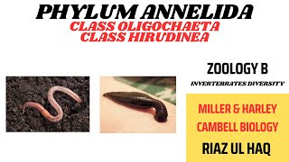 Class Oligochaete and Class Hirudinea Phylum Annelida Miller amp HarleyZoology B [upl. by Anivlem]