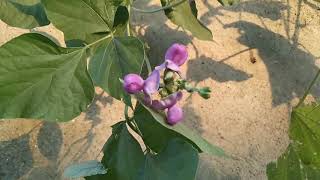 Dolichos Bean  Lablab purpureus  Hyacinth Bean  Seim Bean  Indian Field Beans  Avarakkai  Vaal [upl. by Warp]