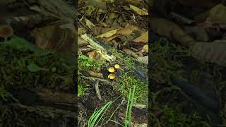 Mushrooms we came across at Tahquamenon Falls State Park in Paradise MI mushrooms paradise views [upl. by Kcinemod]