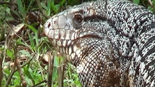 TEIÚGIGANTE LAGARTOTEIÚ SALVATORMERIANAE BLACK AND WHITE TEGU Tiú Lagartiu Lizards [upl. by Jocko]