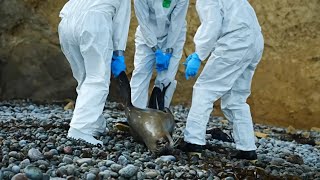 Quase 3500 leõesmarinhos morreram no Peru com suspeita de gripe aviária  AFP [upl. by Cornia706]