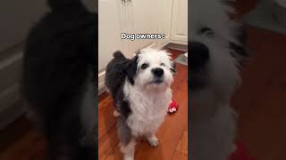 Normal People Vs Dog Owners Funny Dog Video  doglovers trynottolaugh dogfunnyvideos [upl. by Ellened]